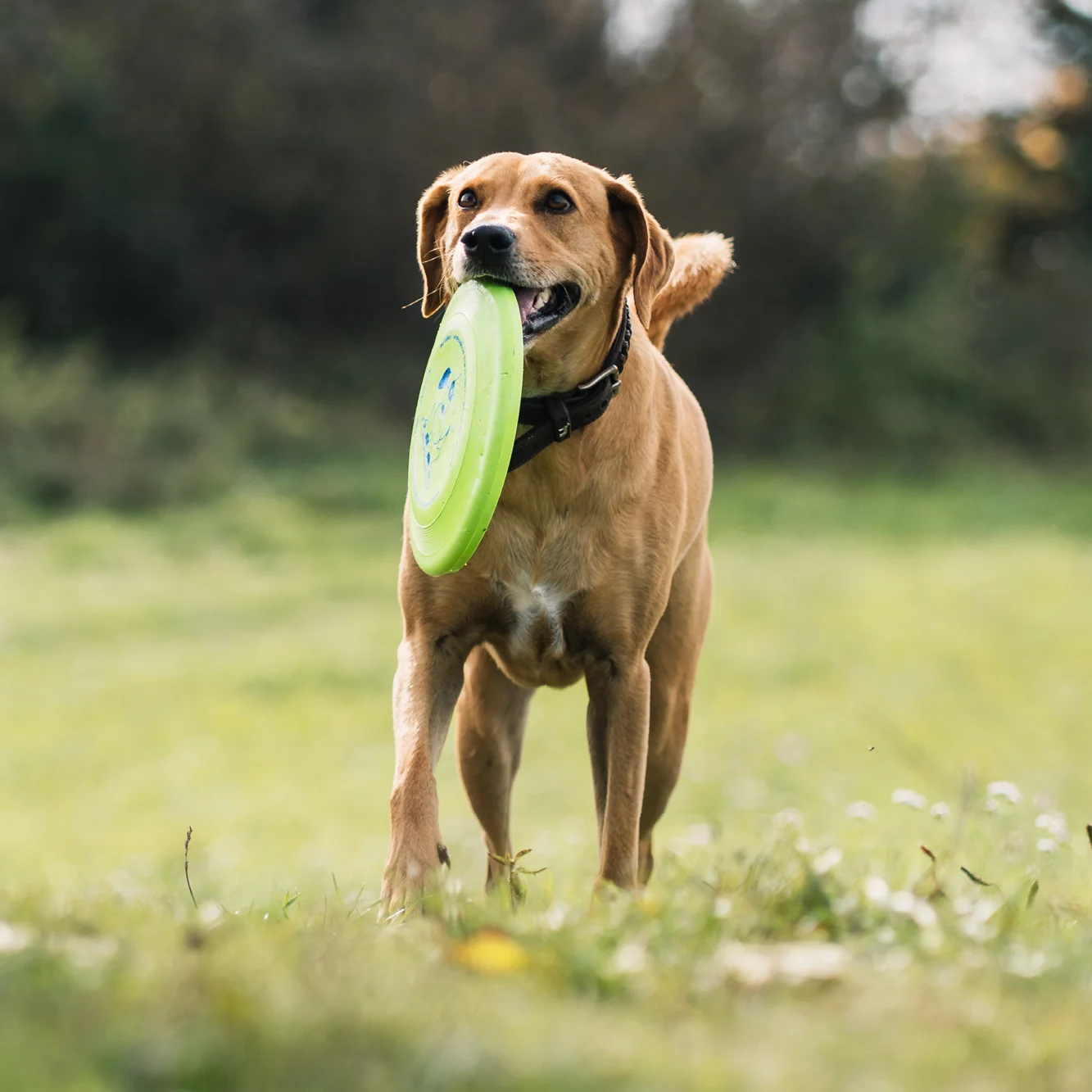 Dog with cheap frisbee